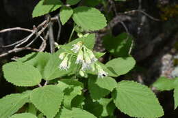 Brickelliastrum fendleri (A. Gray) R. King & H. Rob. resmi