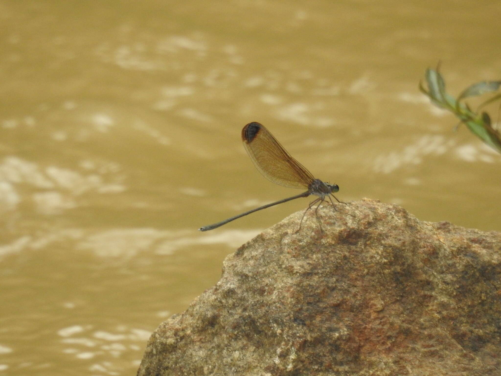 Image of Vestalis apicalis Selys 1873