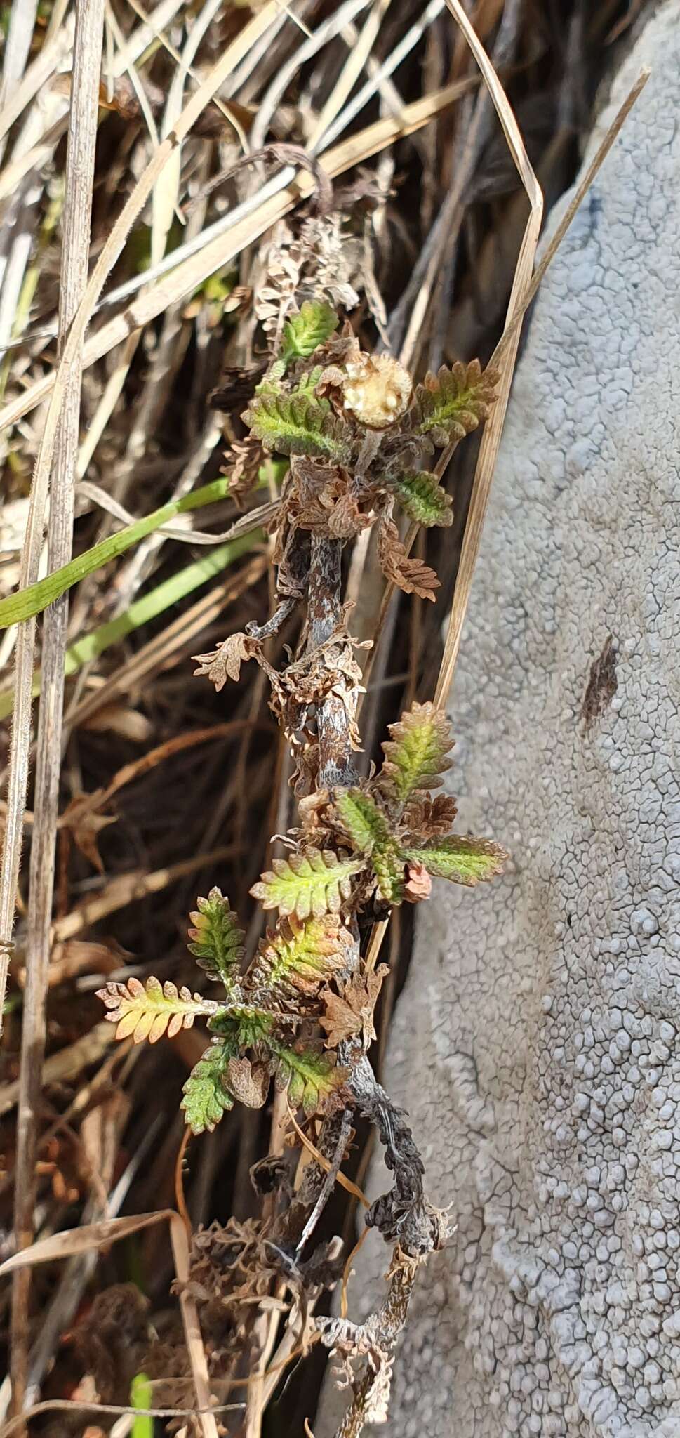 Image of Leptinella minor Hook. fil.