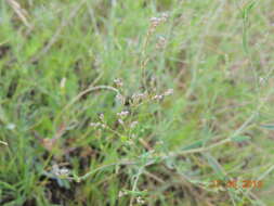 Image of Gypsophila altissima L.