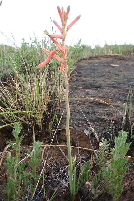 Aloe kniphofioides Baker resmi