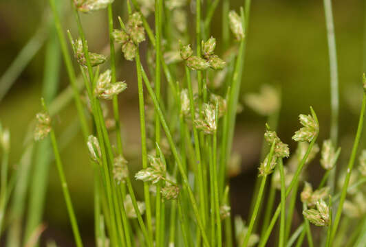 Image of Isolepis hookeriana Boeckeler