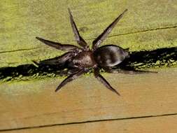 Image of Ground spider