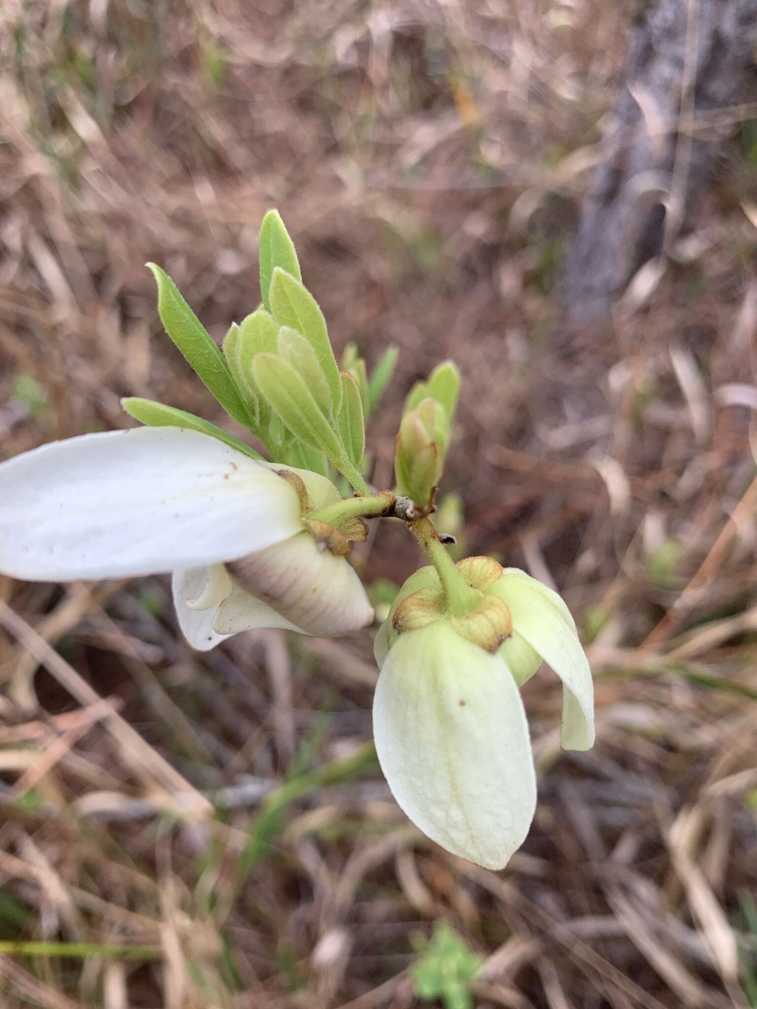 Plancia ëd Asimina reticulata Shuttlew. ex Chapm.