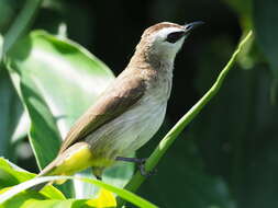 Image of Yellow-vented Bulbul