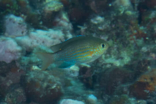 Слика од Pycnochromis lineatus (Fowler & Bean 1928)