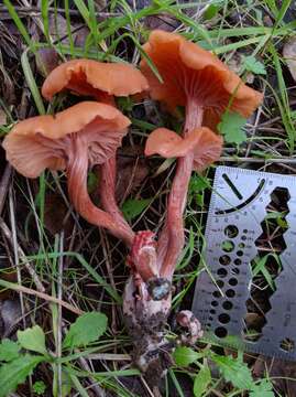 Image of Laccaria laccata (Scop.) Cooke 1884