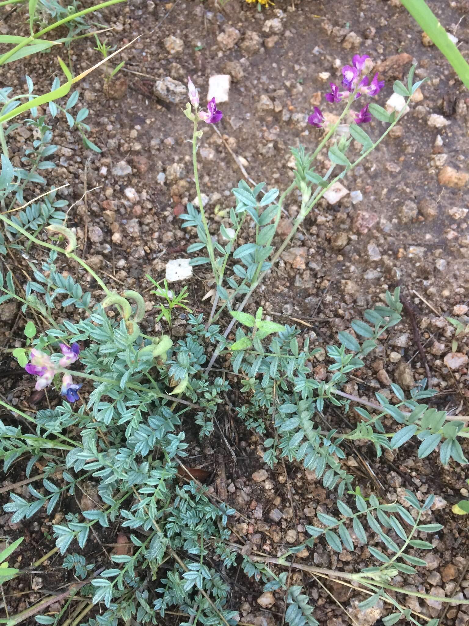 Sivun Astragalus humistratus var. sonorae (A. Gray) M. E. Jones kuva