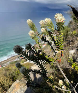 Imagem de Phylica strigosa Berg.