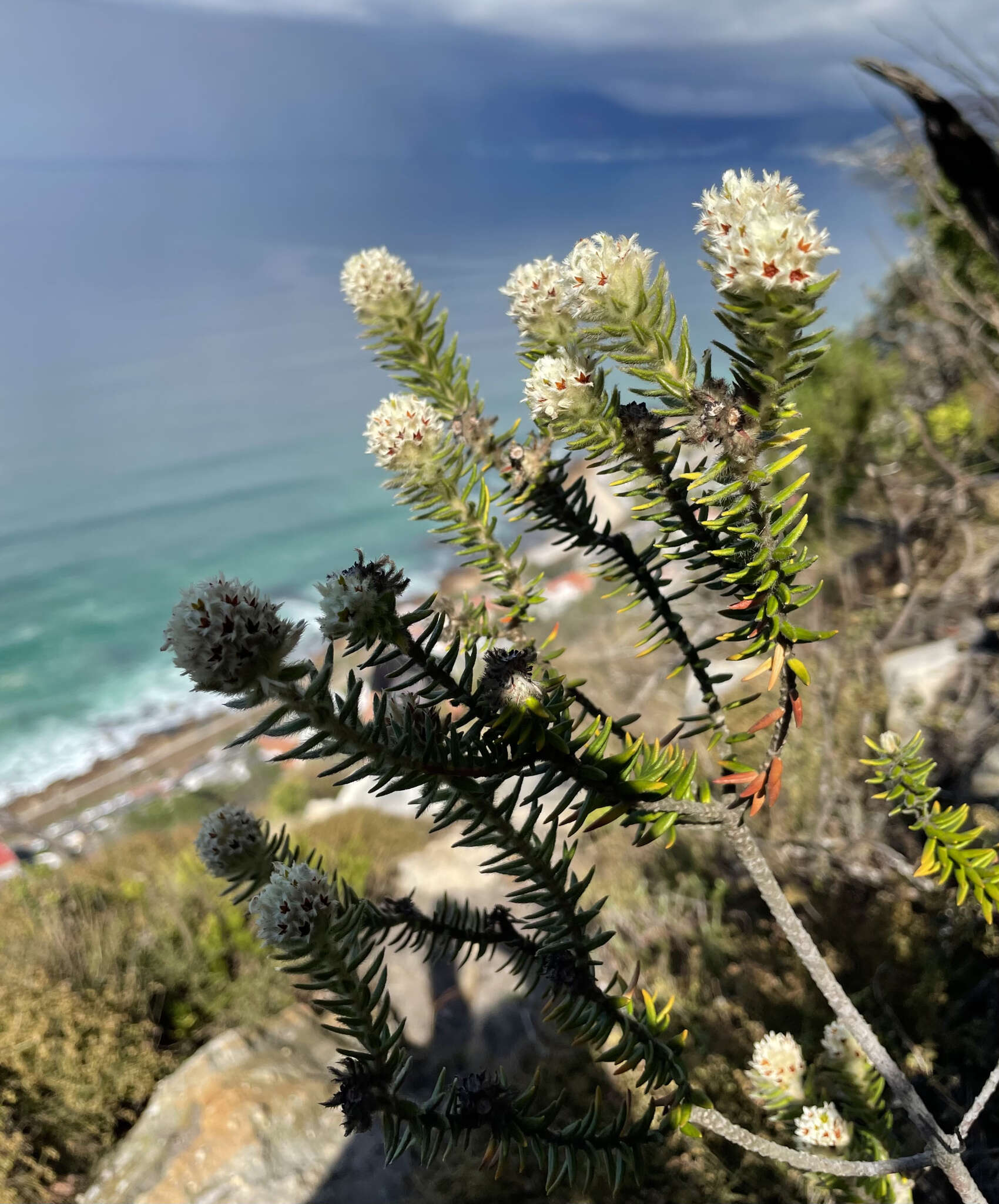 Phylica strigosa Berg. resmi