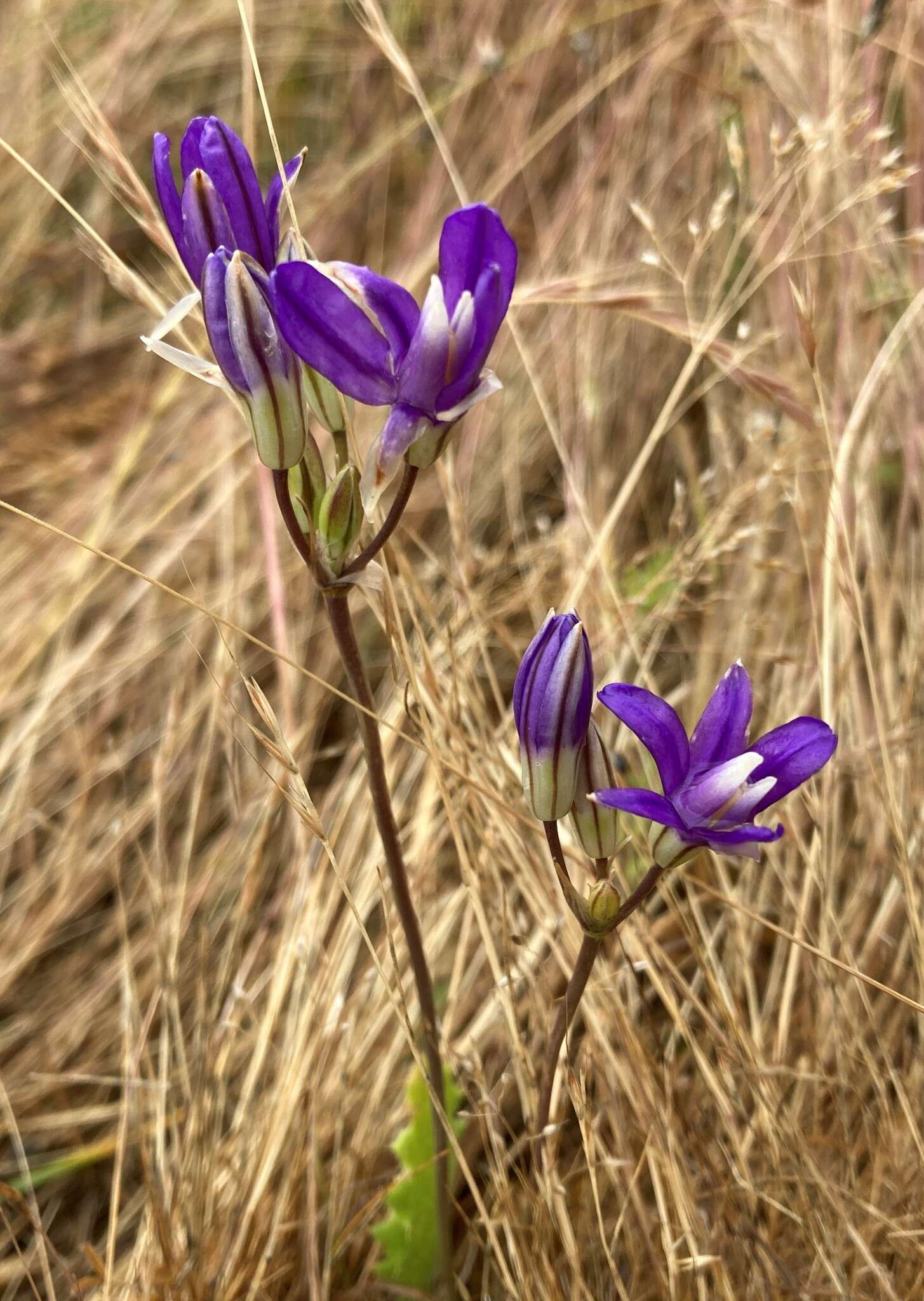 Image of Indian Valley Cluster-Lily