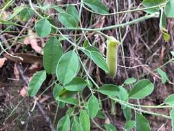 Image de Isotropis foliosa Crisp