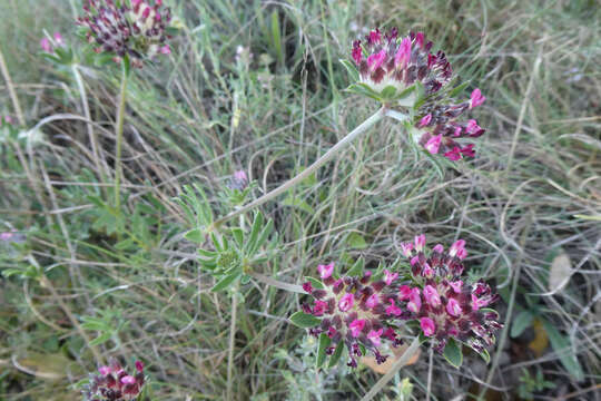 Plancia ëd <i>Anthyllis vulneraria</i> subsp. <i>gandogeri</i> (Sagorski) W. Becker ex Maire