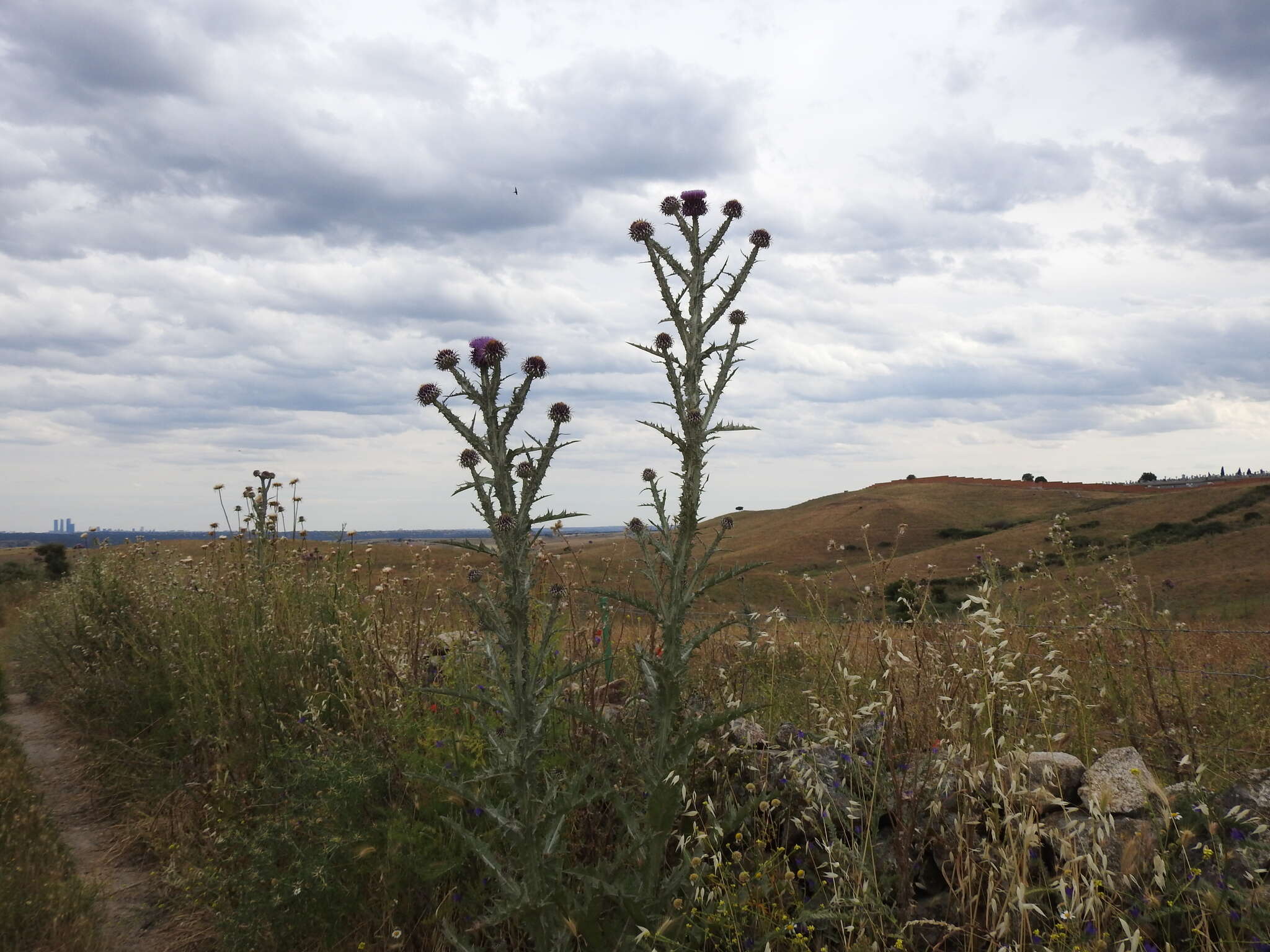 Image of Illyrian cottonthistle