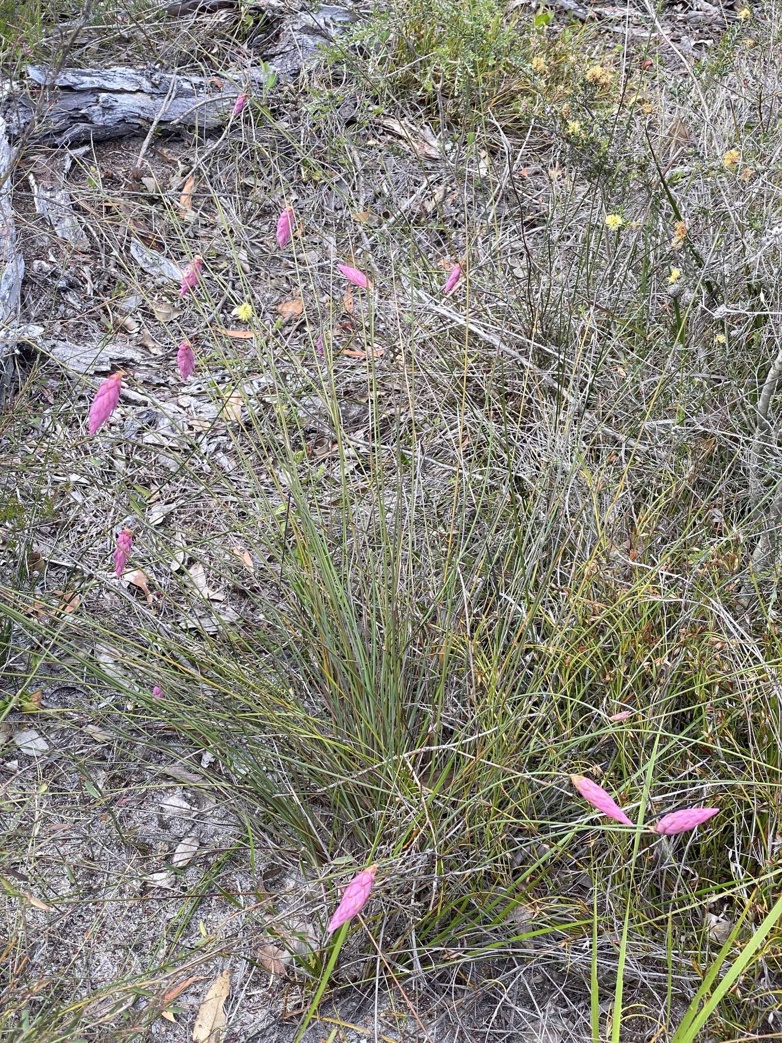 Image of Johnsonia teretifolia Endl.