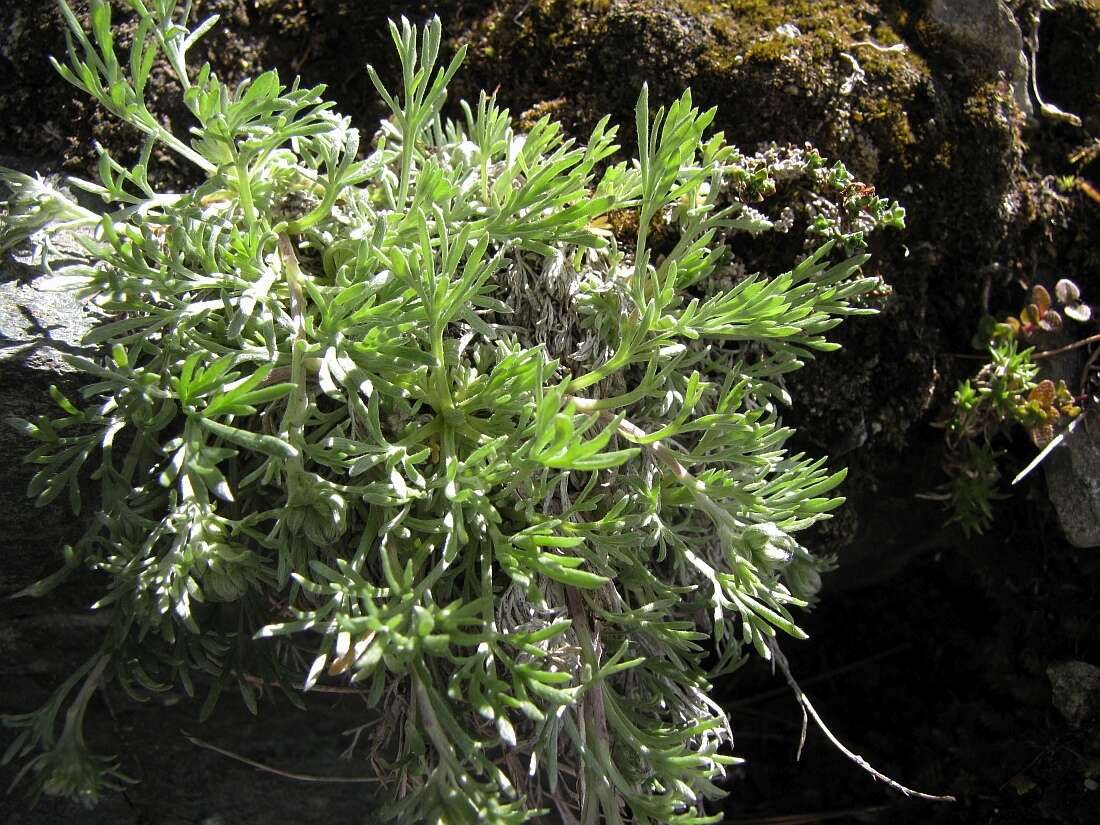 Image of Alpine Wormwood