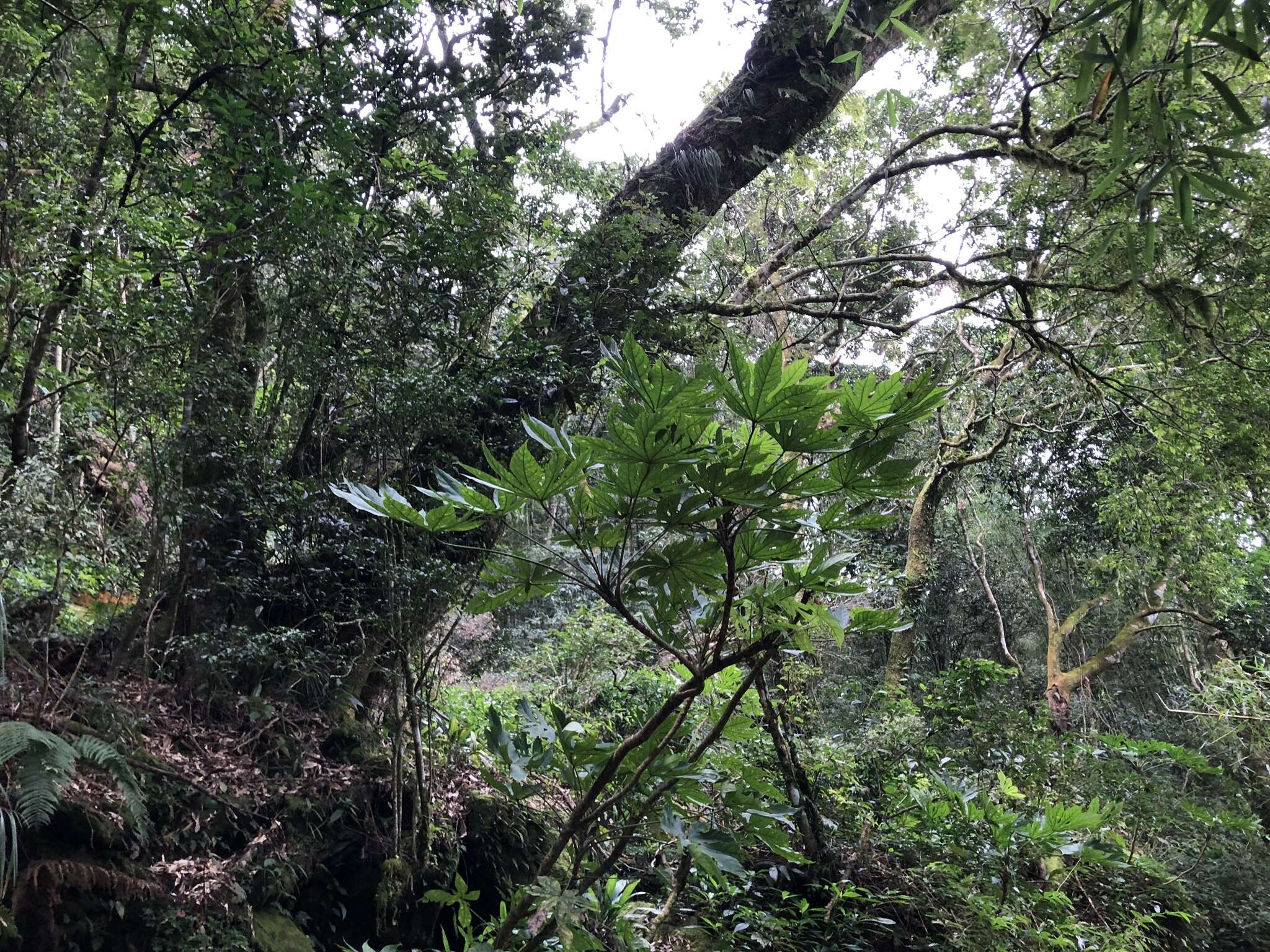 Image of Fatsia polycarpa Hayata