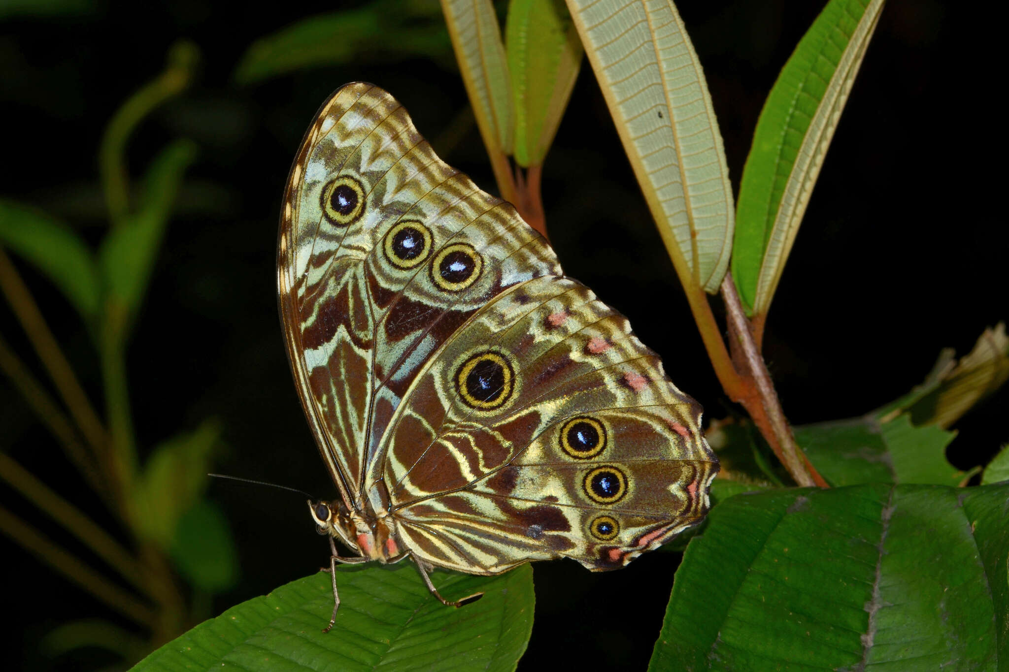 Image of Morpho deidamia Hübner 1816