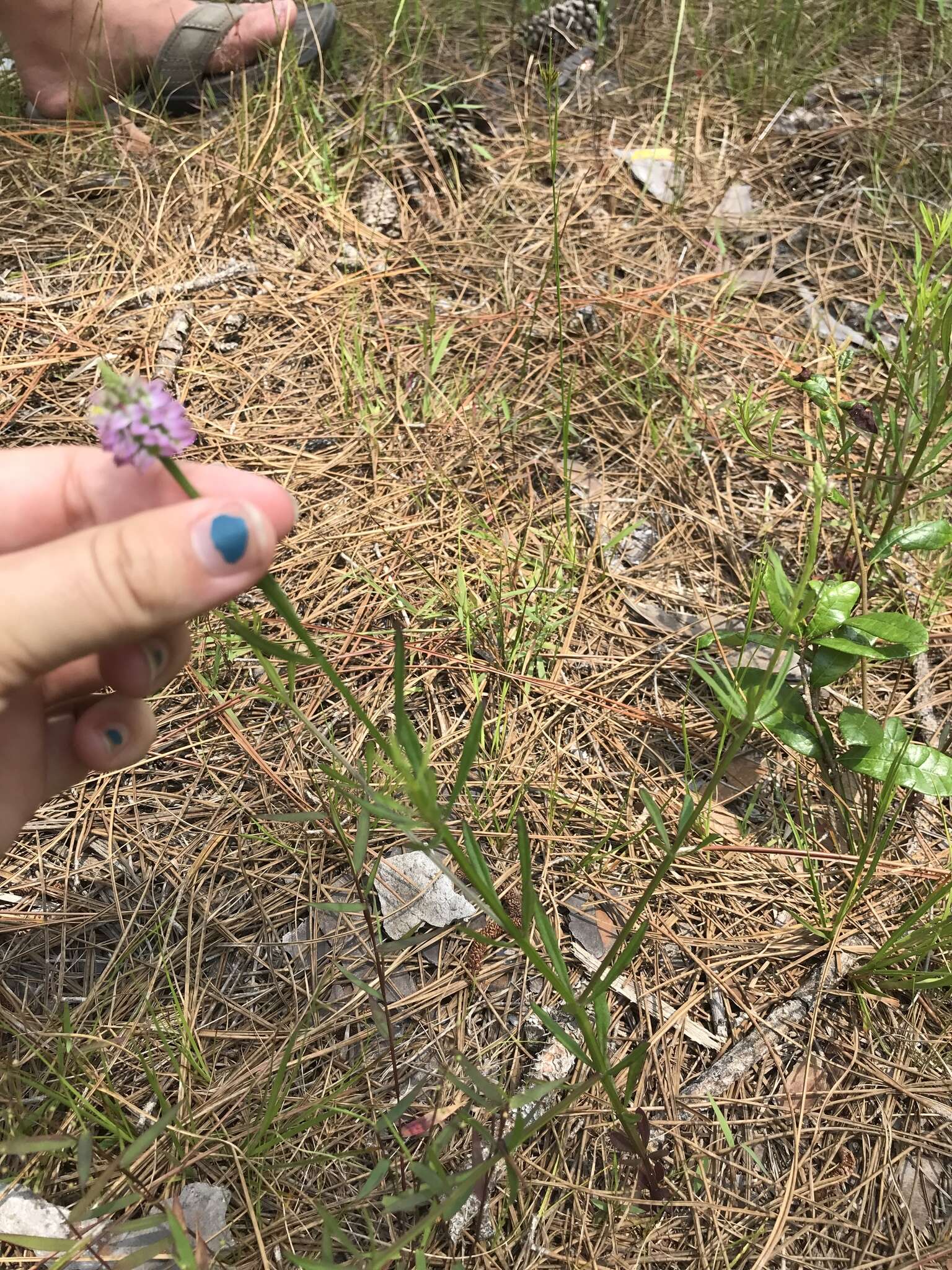 Image of Little-Leaf Milkwort