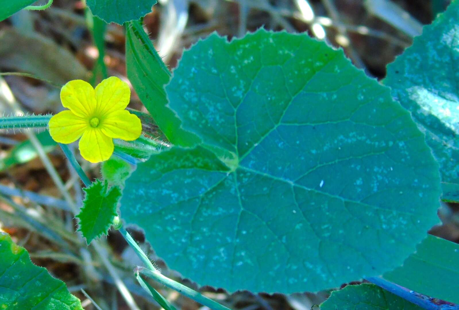 Image de Cucumis dipsaceus C. G. Ehrenb. ex Spach