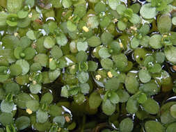 Image of Callitriche chathamensis (R. Mason) Lansdown