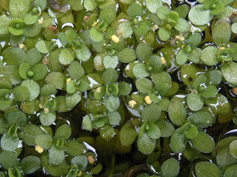 صورة Callitriche chathamensis (R. Mason) Lansdown