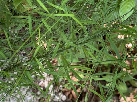 Image of leafless swallow-wort