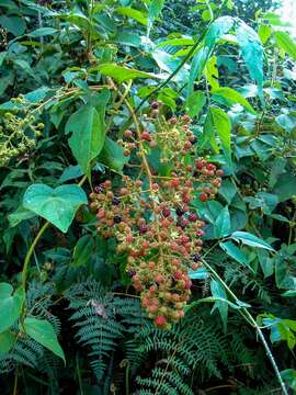 Image de Rubus urticifolius Poir.