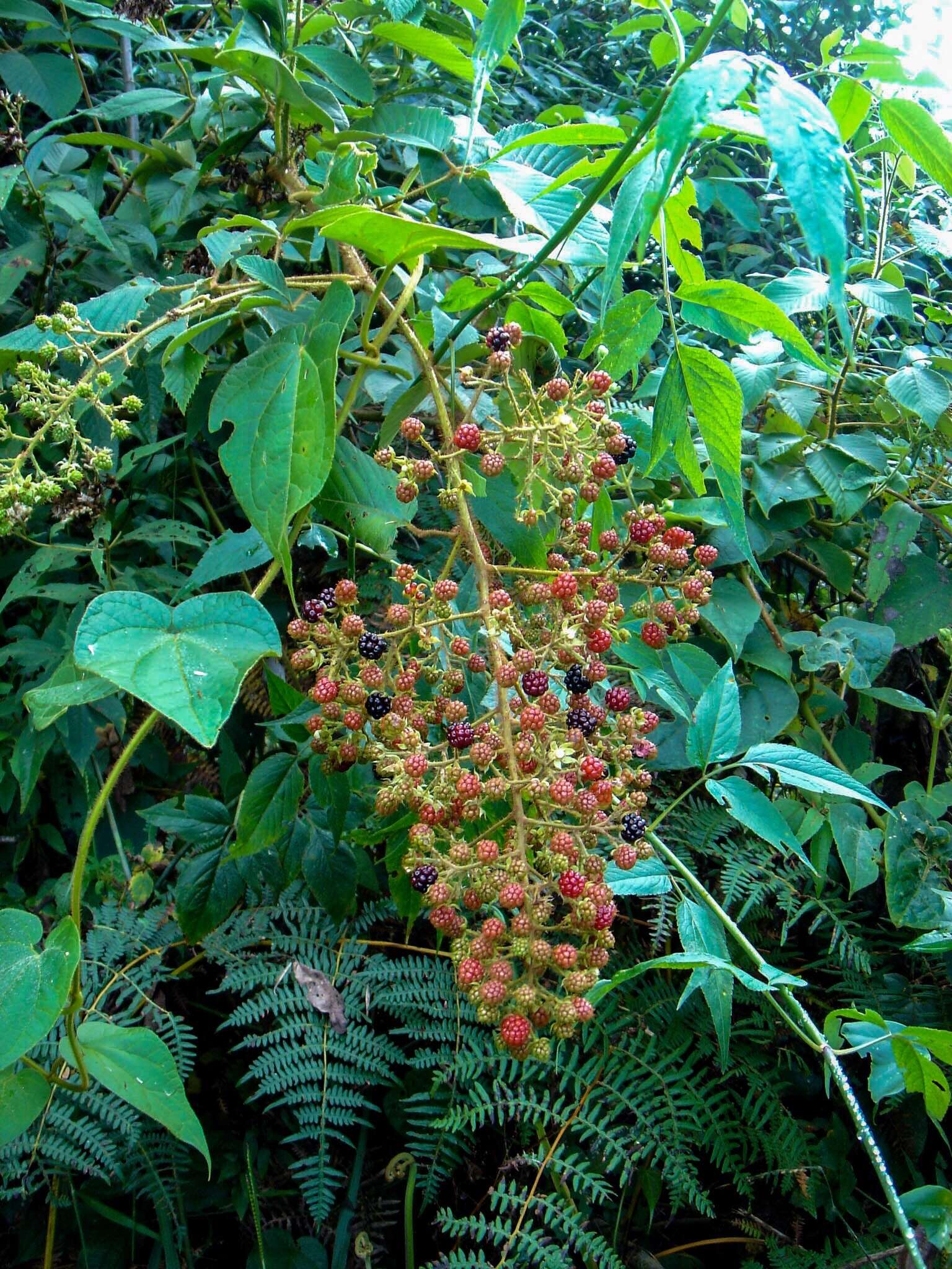 Image de Rubus urticifolius Poir.