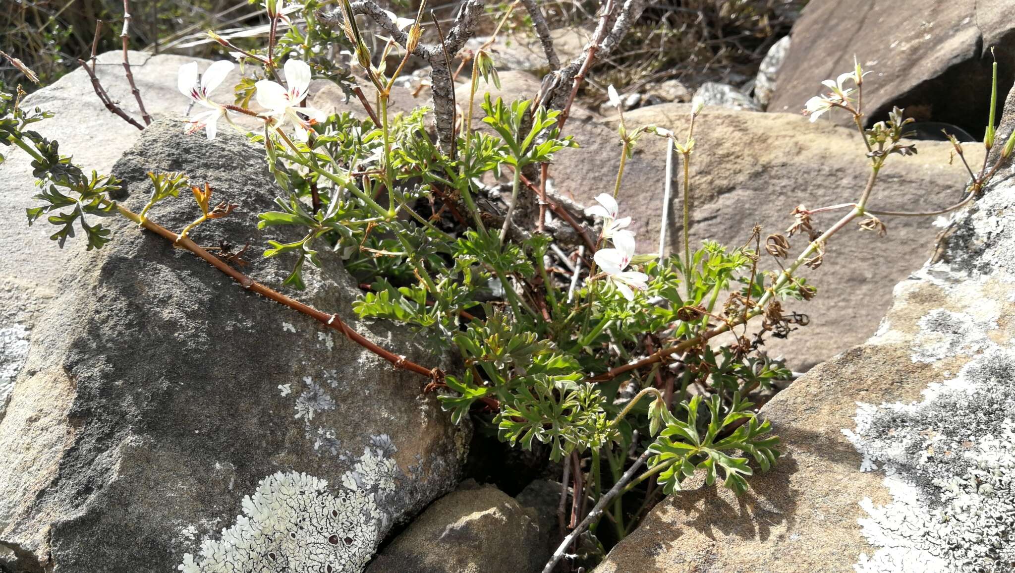 Image of Pelargonium exhibens P. Vorster