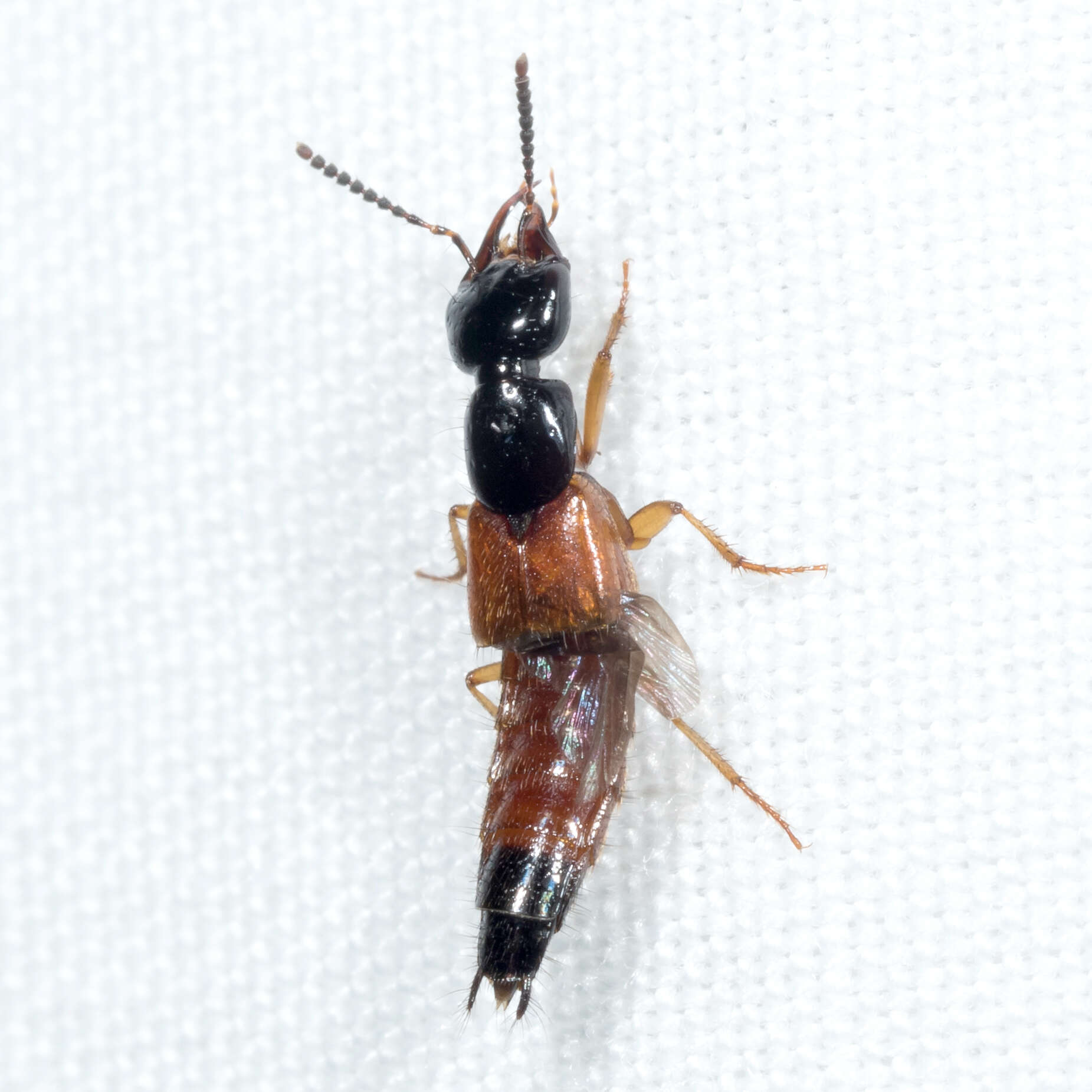 Image of Belonuchus rufipennis (Fabricius 1801)