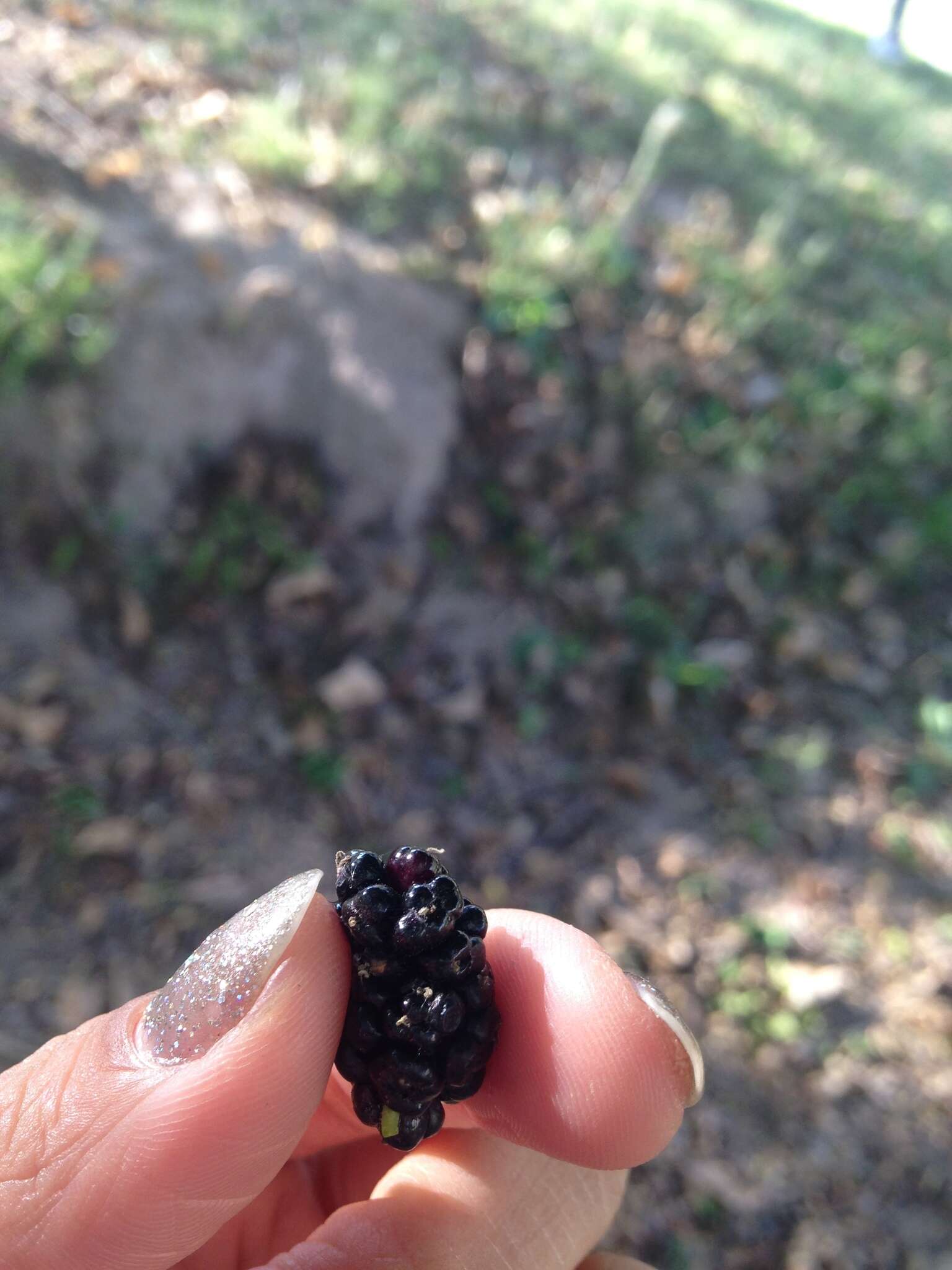 Image of black mulberry