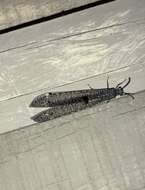 Image of New Zealand antlion