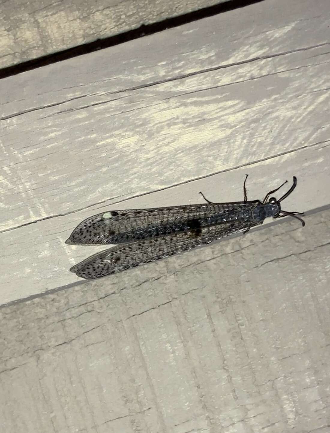 Image of New Zealand antlion