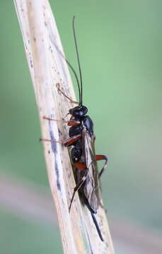 Image of Pimpla turionellae (Linnaeus 1758)