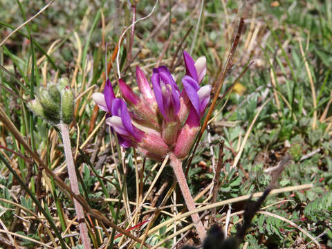 Image of Astragalus vesicarius L.