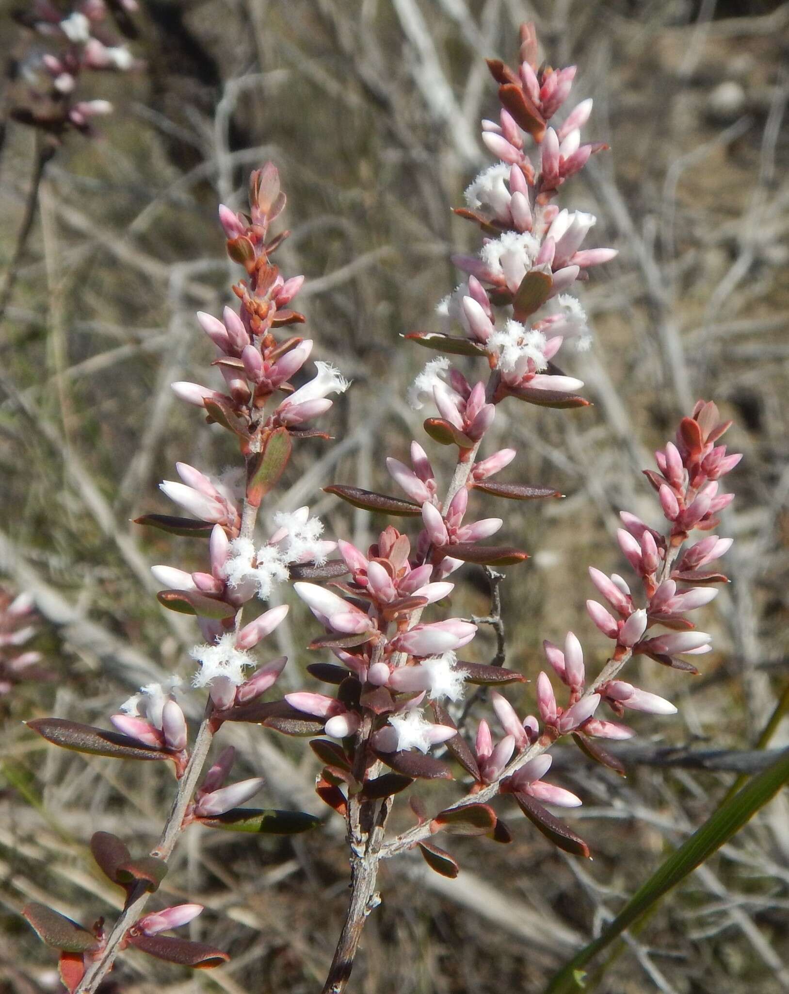 Image of Leucopogon ericoides (Sm.) R. Br.