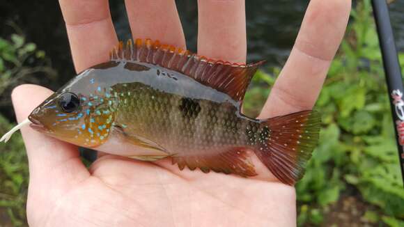 Image of Pastel cichlid