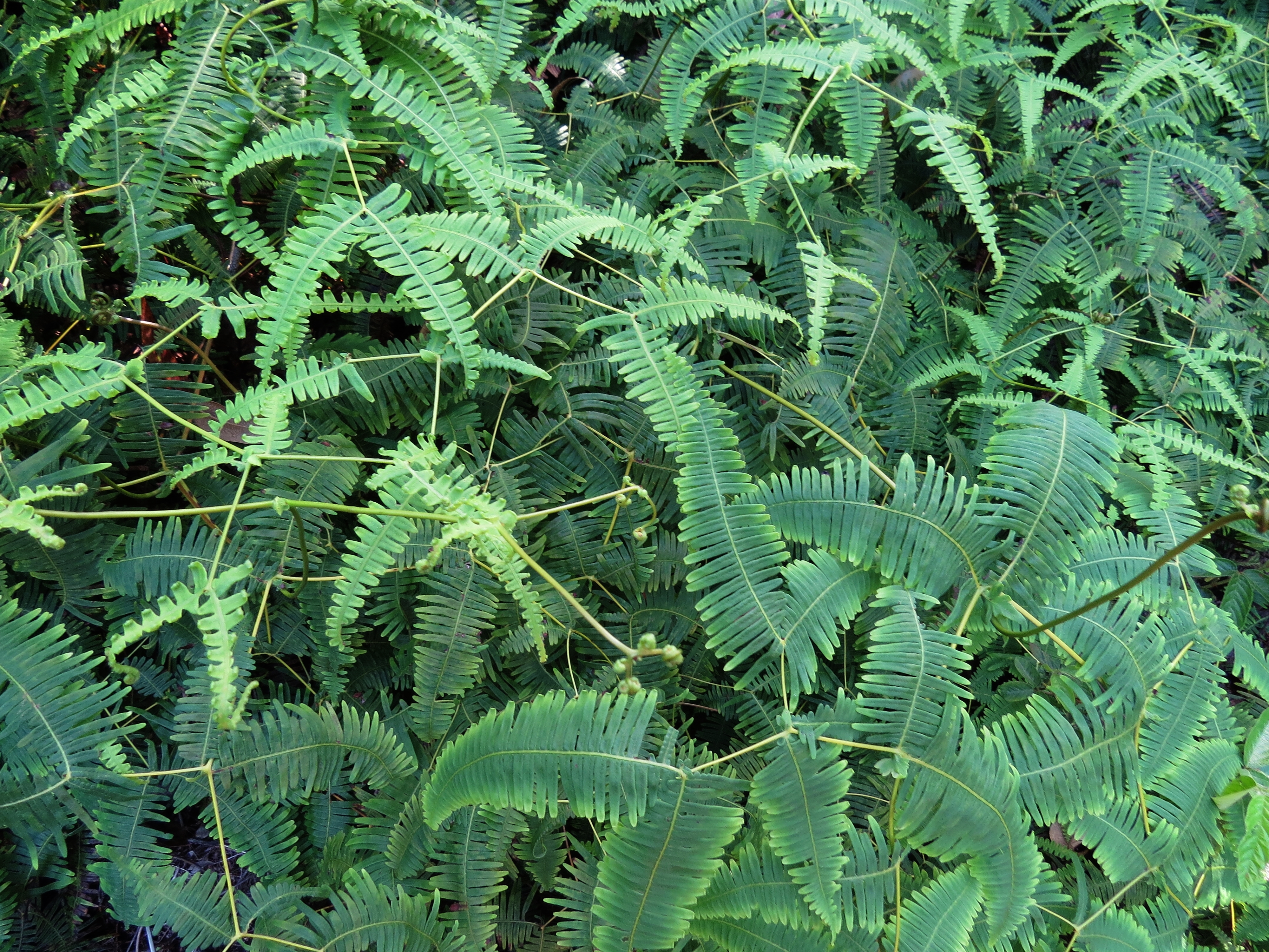 Image of Coral Fern