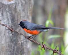 Image of Slate-throated Whitestart