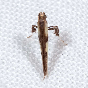 Image of Walnut Caloptilia