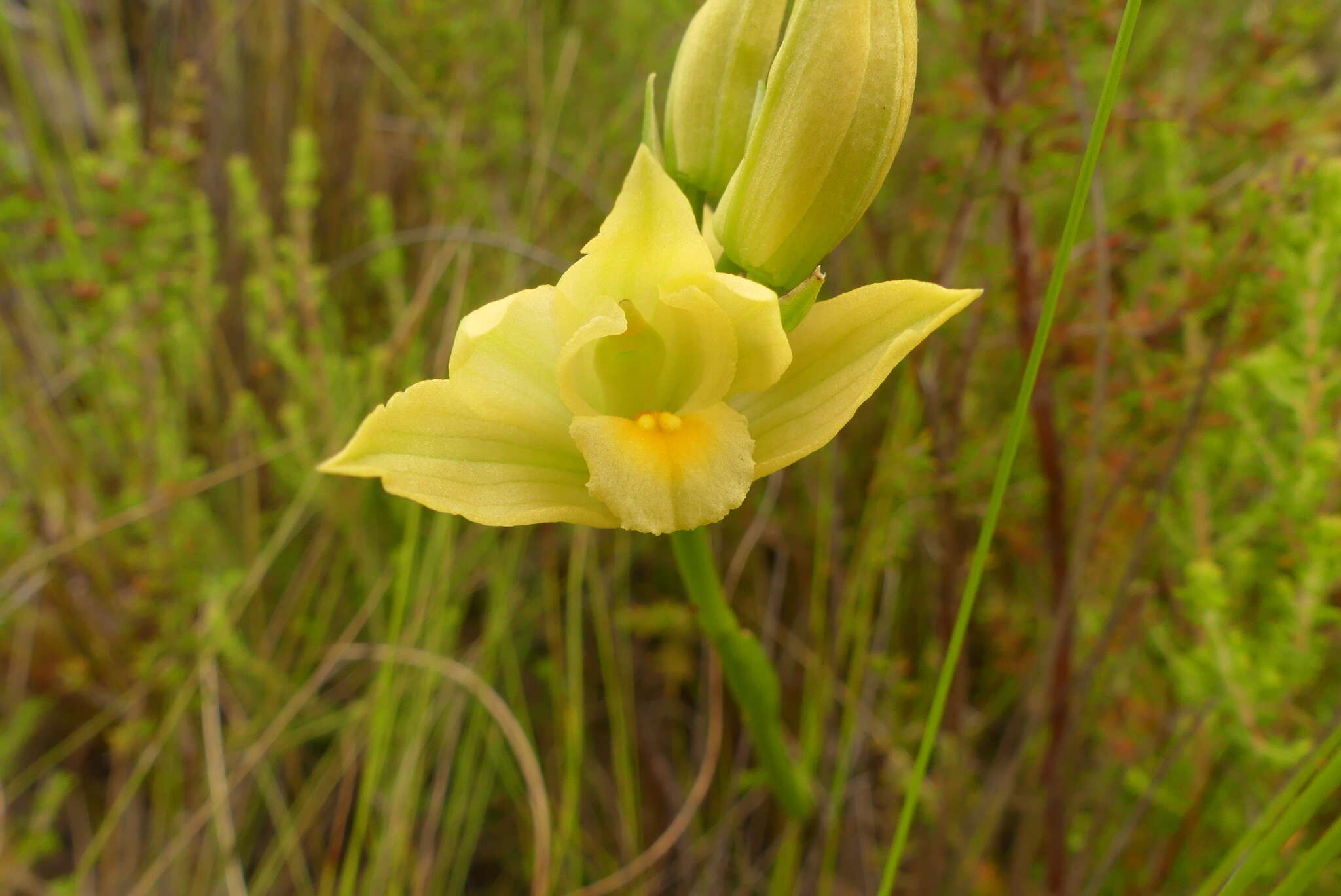 Eulophia tabularis (L. fil.) Bolus的圖片