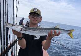 Image of Pacific barracuda