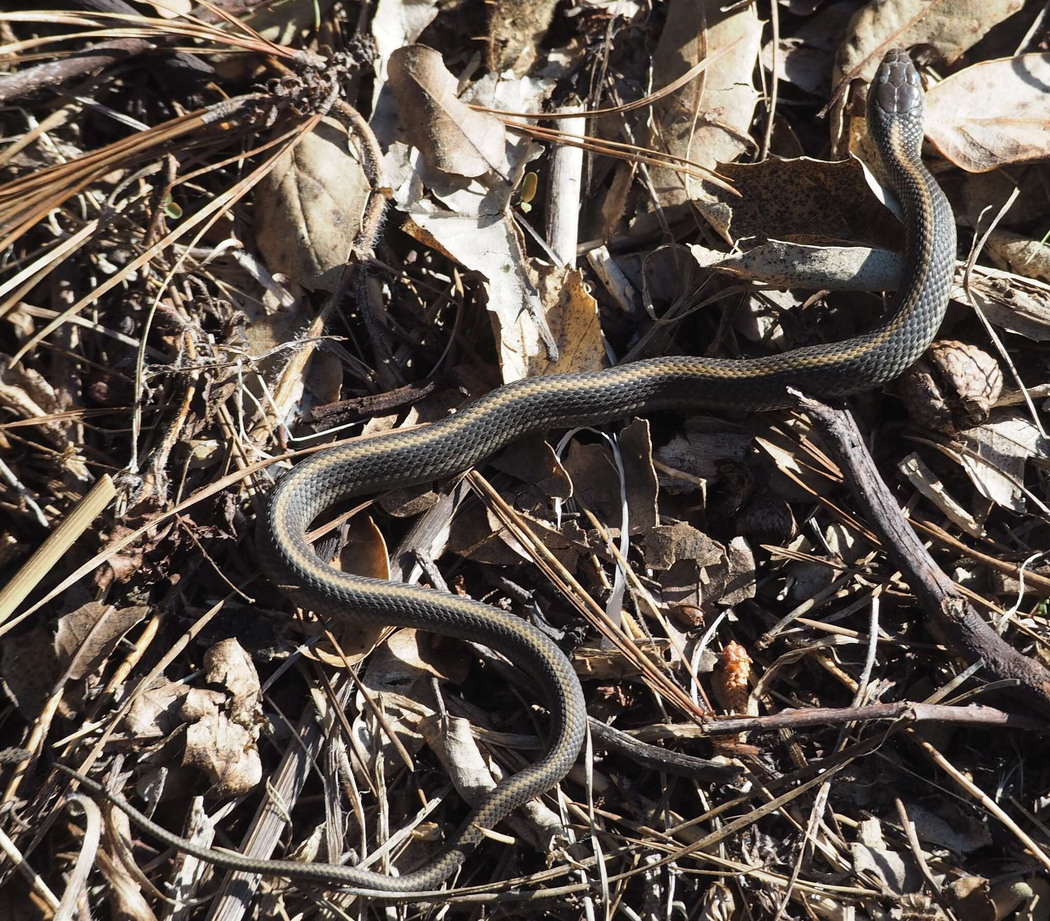 Image of Thamnophis atratus atratus (Kennicott ex Cooper 1860)