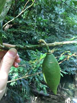 Image of Amphitecna apiculata A. H. Gentry