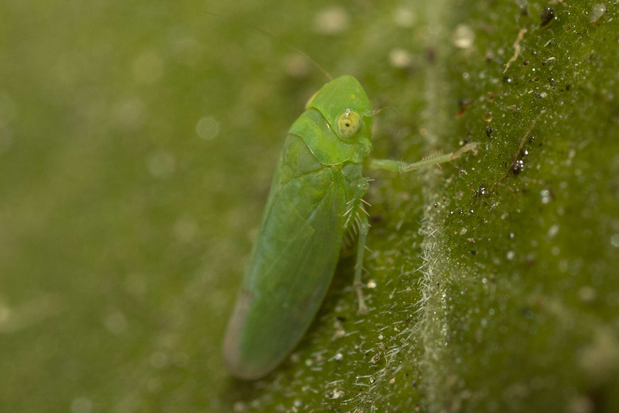 Plancia ëd Neocoelidia pallida Baker