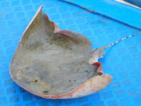 Image of Longtail Butterfly Ray