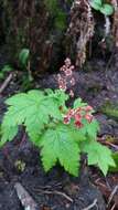 Image of trailing black currant