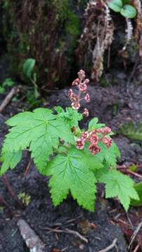 Image of trailing black currant