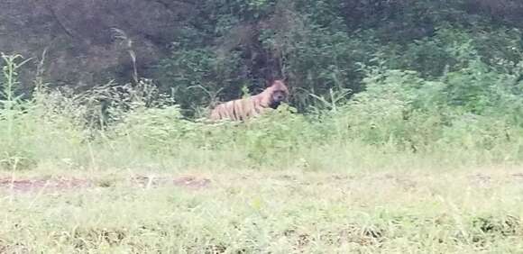 Image of Striped Hyena